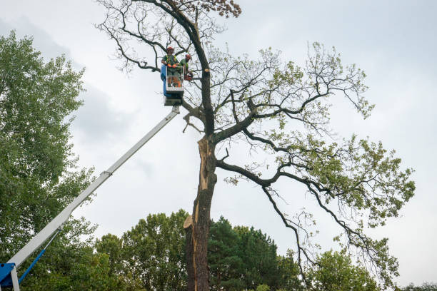 Best Tree Stump Removal  in Westover, WV